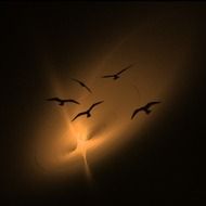 birds in the colorful sky at dusk