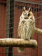 eared owl in a cage
