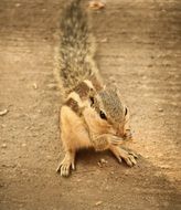 crunching squirrel