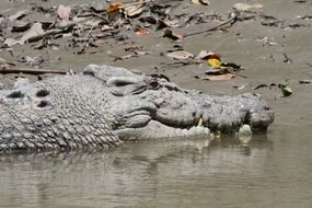 Crocodile as a predator