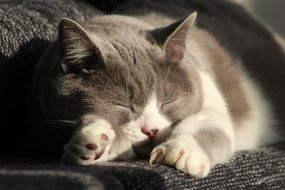 relaxed white and grey cat