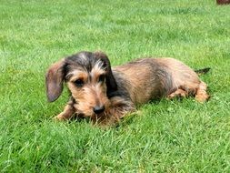 miniature dachshund lies on the grass