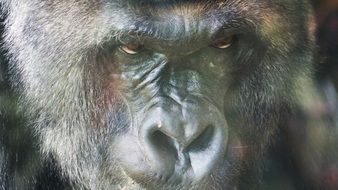 Gorilla face close-up on blurred background