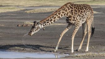 giraffe drinks water