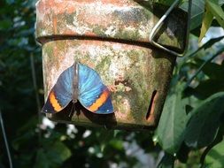 beautiful and cute Butterfly