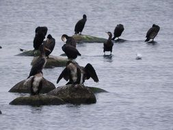 Cormorants on the rocks