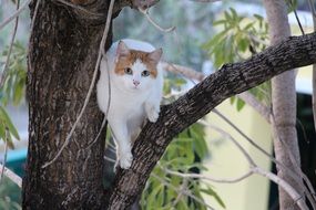 domestic cat on the tree