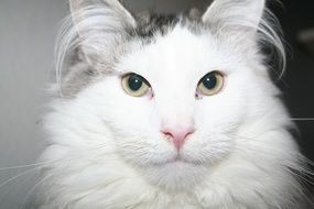 fluffy white Cat, head portrait