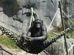 Ape sits on hammock in Zoo