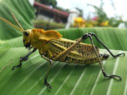 Grasshopper insect in nature