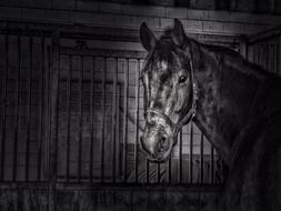 Black and white photo of the black horse