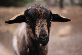 spotted goat on a farm