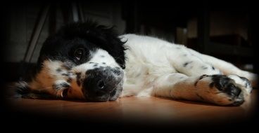 Frisian Stabij Puppy resting