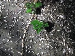 A lot of insects on a ground