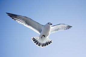 Seagull in the sky with spread wings