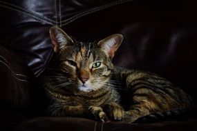 Feline Kitty