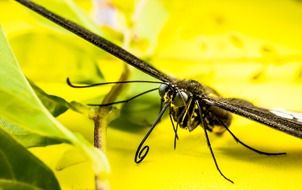 closeup of a butterfly and tree twig