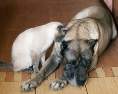 cat near sleeping dog