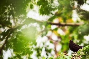 blackbird on a tree