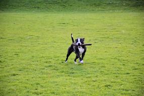 dog with a stick in mouth on green grass