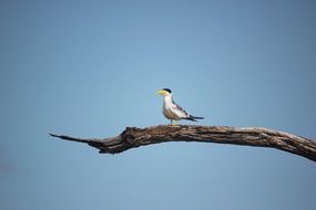 small bird with a yellow beak on a dry branch