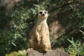 Colorful and beautiful meerkat in the natural environment of Africa