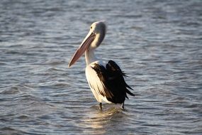 Pelican on the sea beach