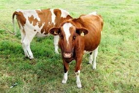 two spotted calves on the farm