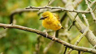 yellow bird on a thin tree branch