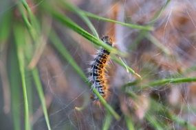 butterfly caterpillar on a green plant close-up on blurred background