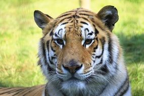 portrait of a wild dangerous tiger