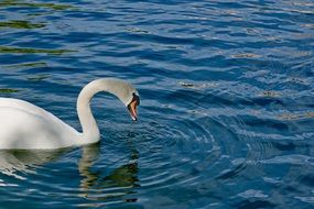 swan is drinking water from a lake