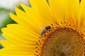 bee collects pollen on a sunflower