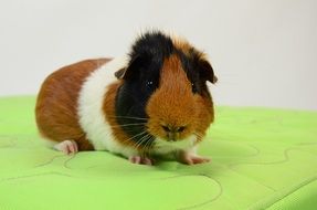 guinea pig on a green towel