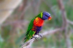 Colorful Parrot sitting on a branch