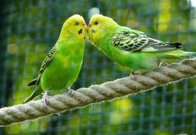 kissing parakeets