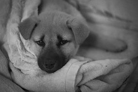 cute newborn Baby dog portrait