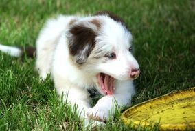 white puppy lies on green grass