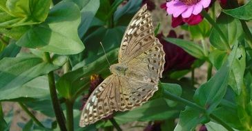 butterfly with beautiful wings in green foliage