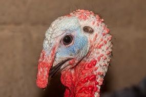 turkey head