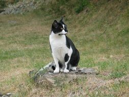 Black white cat