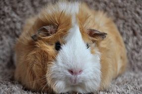 Guinea Pig Rosette