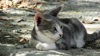 young kitten on the ground looks away close-up on blurred background