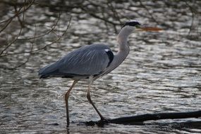 Grey Heron in Water portrait