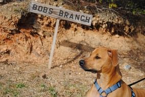 curious domestic dog