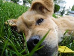 Dog Pet in Lawn close-up