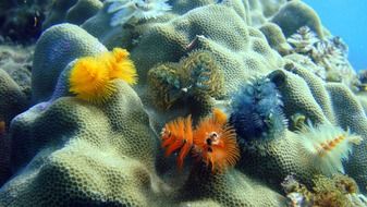 colorful christmastree worms