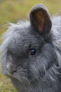 dwarf rabbit