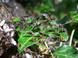 ants in the forest under the bright sun