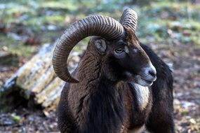 brown wild goat in the forest